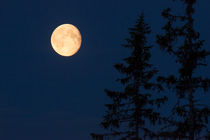 Moon over Fulufjället NP von Nicklas Wijkmark