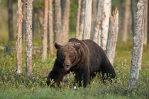 Brown bear (Ursos arctos) von Nicklas Wijkmark