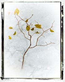 Frozen Leaves # 1 von arteralfo