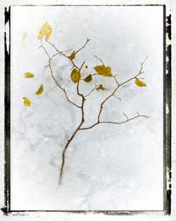 Frozen-leaves-number-1