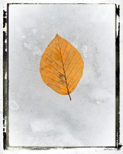 Frozen-leaves-number-2