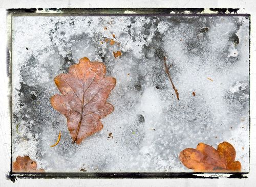 Frozen-leaves-number-4
