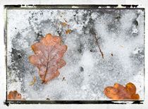 Frozen Leaves # 4 von arteralfo