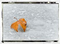 Frozen Leaves # 5 by arteralfo