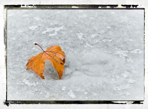 Frozen-leaves-number-5
