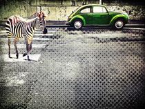 Zebras and beetles by Ale Di Gangi