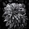 Backyard-flowers-in-black-and-white-15-store