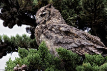 Great Horned Owl by Kathleen Bishop