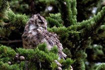 Great Horned Owl in a Cypress Tree by Kathleen Bishop