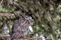 Horned Owl Perched in the Pines von Kathleen Bishop