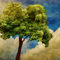 Tree-and-clouds-9976