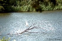 Egret on Lake by Dan Richards