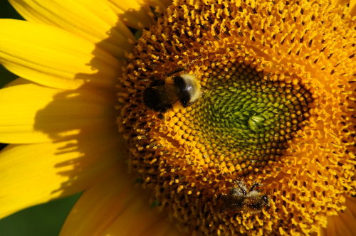 Teamwork-on-sunflower