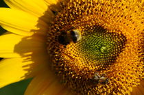 pollinators teamwork on sunflower - Biene und Hummel auf Sonnenblume by mateart