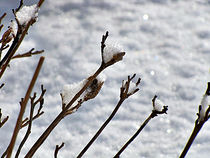 Winter Twigs  von Darla Fitzgerald