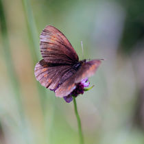 Schmetterlin von jaybe