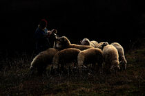 lambs by halil celebi