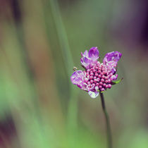 violette Blüte von Jens Berger