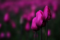 tulips by halil celebi