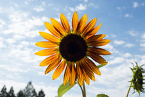 Blazing Sunflower von agrofilms