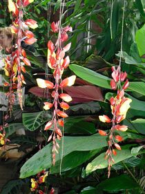 Tropische Orchideen von Eva Hedbabny