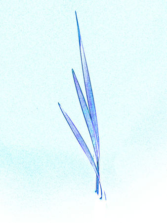 Blue-reed-art