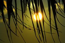 Sonne hinter Palme von ann-foto