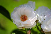 Weiße Blume von ann-foto