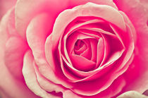Pink Rose I von elbvue von elbvue