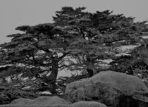 Point Lobos "Rocks & Trees" von Ken Dvorak