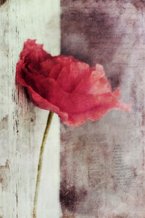 Mohnblume/Poppyflower von Priska  Wettstein