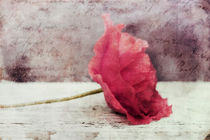 Deko Mohn/Poppy Flower by Priska  Wettstein