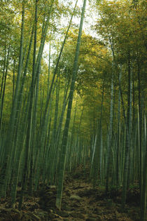 Bamboo Forest by strangedesign