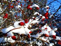 Hagebuttenschnee - rose hip snow  by mateart