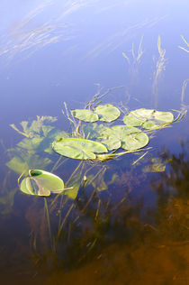 Water Lily with Underwater Detail von Rod Johnson