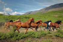 Running horses by Kristjan Karlsson