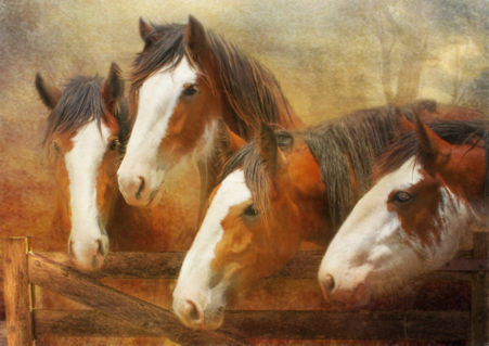 Clydesdales-four-painting-a