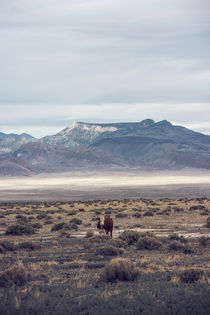 Nevada Cow von morningside