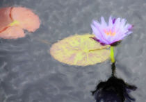 Painted Water Lily von Rosalie Scanlon