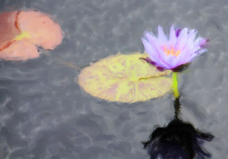 Naples-botanical-garden-dec-230-water-lily-painting