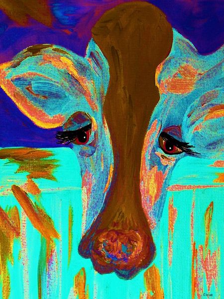 Brown-eyed-blue-cow-long-face