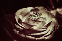 Rose  by Barbara  Keichel