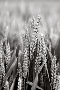 Wheat by blueplanet