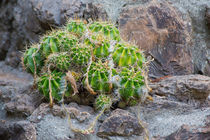 Lonely Cacti von agrofilms
