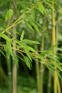 Bamboo Forest by blueplanet