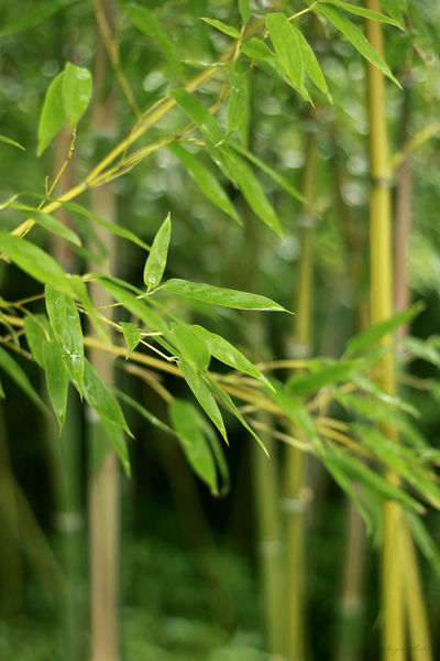 Bamboo-forest-2
