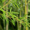 Bamboo-forest-2