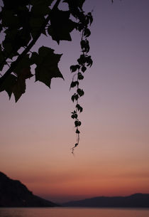 sunset leaf by emanuele molinari
