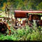 Rusted-tractor-2-2