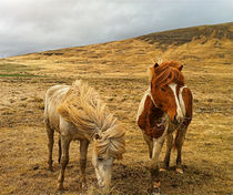 Icelandic horses in  a icelandic Nature von Kristjan Karlsson